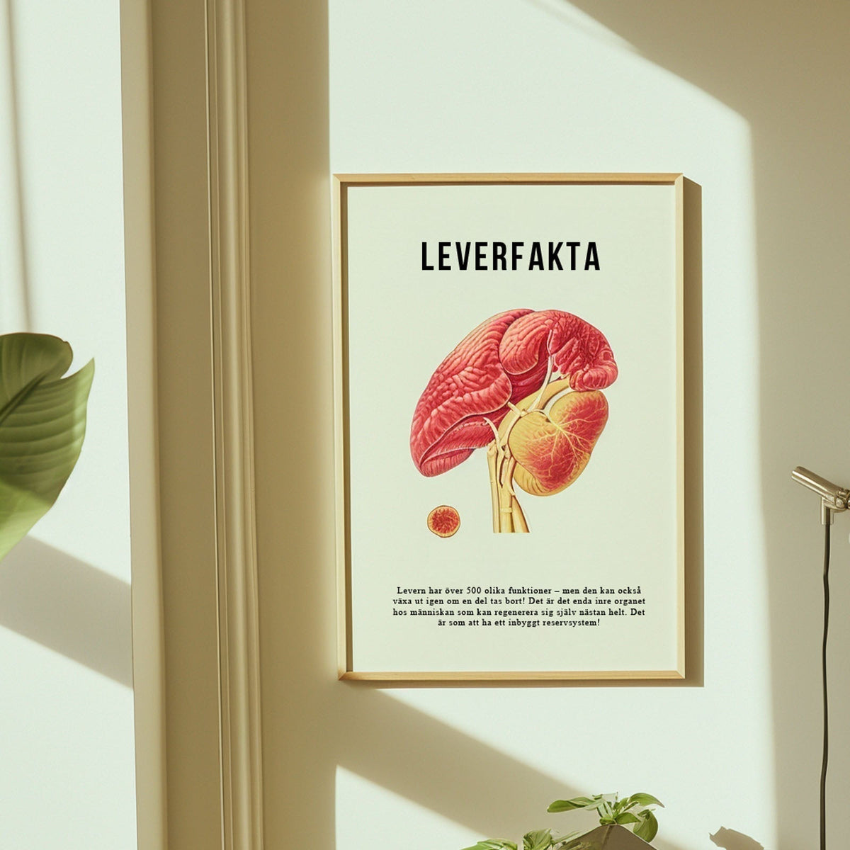 Levern - ett av kroppens viktigaste organ article image